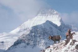 Bighorns on Mt. Wilbur