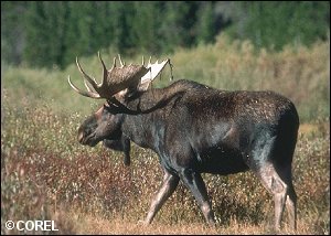 COREL® Photo: Moose.