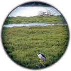 photo of a bird in a marsh