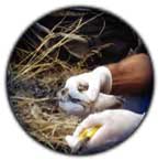 photo of a person holding a bird in their hands