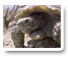 desert tortoise