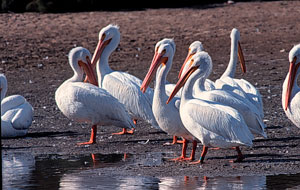 White Pelican