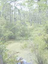Photo of A.R.M. Loxahatchee National Wildlife Refuge swamp