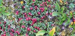 Bright red and shiny cranberries cover the tundra.