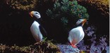 Horned Puffins in Kenai Fjords National Park