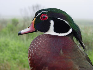 Wood Duck