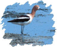 Image of a wading American Avocet (Recurvirostra americana).