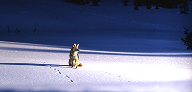 Coyote sitting in snow on a wintery day.