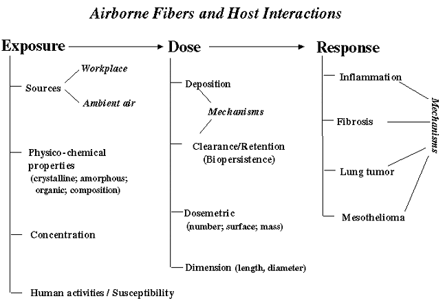 Airborne Fibers and Host Interactions broken down by Exposure, Dose, Response