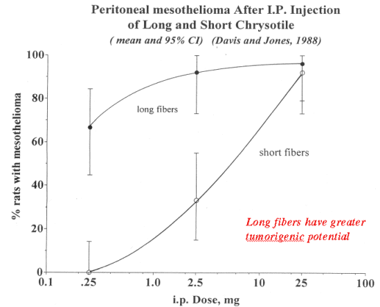Peritoneal mesothelioma After I.P. Injection of Long and Short Chrysotile