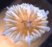 octocorals or soft corals
