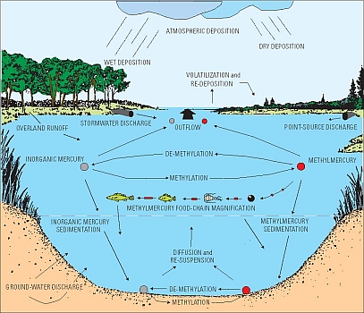 The Hydrologic Cycle.