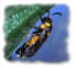 photo of a melaleuca sawfly