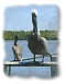 photo of pelicans sitting on a dock