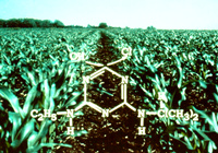 Diagram of an Atrazine molecule showing replacement of its chlorine atom with a hydroxyl group. Hydroxyatrazine is a metabolite of Atrazine commonly found in ground water. Atrazine is a herbicide used on corn and sorghum. Atrazine and other herbicides were studies as part of a reconnaissance of herbicide 