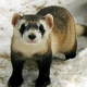 black-footed ferret