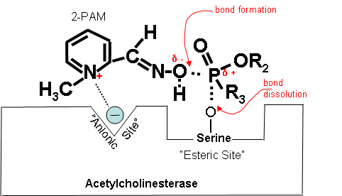 How 2-PAM Works at the Molecular Level