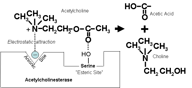 Acetylcholinesterase mode of action
