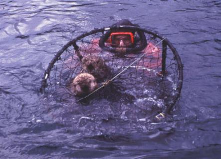 Dan Monson captured a sea otter with a Wilson Trap