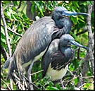 Tri-colored herons