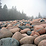 A cobblestone beach is framed by spruce trees in the fog.