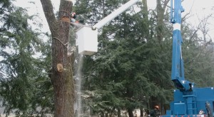 Tree removal should be performed by a certified arborist