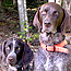 Two dogs stare at the camera.