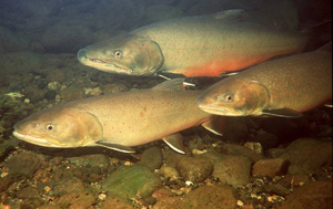 Spawning bull trout.