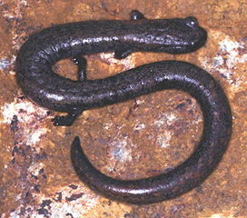 Pacific Slender Salamander (Batrachoseps pacificus major)