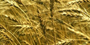 Golden wheat growing on stalks.