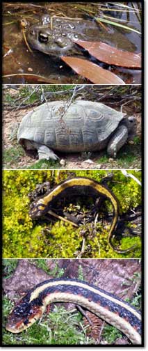 Collage of herpetofauna: boreal toad, tortoise, long-toed salamander, and snake