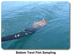 Bottom trawl fish sampling