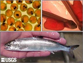 Photo of salmon eggs, alevin, and smolt