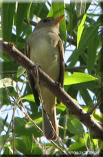 Willow flycatcher (Empidonax traillii)