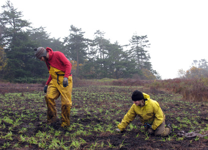 Volunteers plant grass plugs on the American Camp prairie.