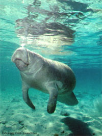 Underwater view of manatee surfacing to take a breath. Photo credit: USGS - Sirenia Project.