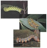 Cover photo of three species of caterpillars