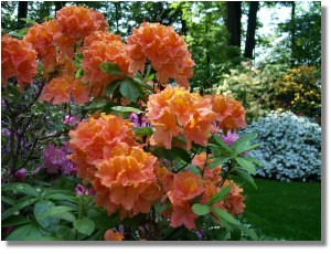 Deciduous Azalea Hyatt Seedling