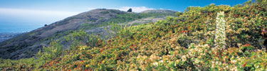 View of the wildflowers in bloom on Milagra Ridge. (Photo courtesy: Charles Kennard)