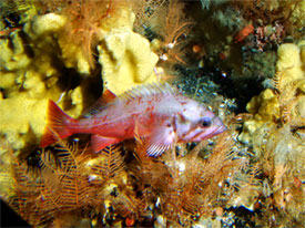 Northern rockfish in Aleutian corals