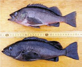 Dusky (top) and dark (bottom) rockfish