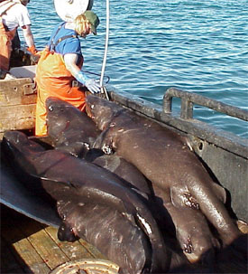Pacific sleeper sharks caught on a research vessel in the Gulf of Alaska