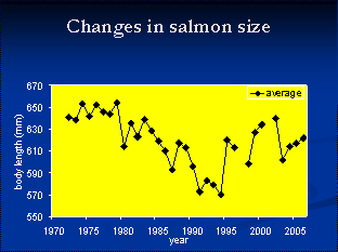 Mean body length of male age 4 chum salmon at Fish Creek near Hyder in Alaska from 1972 to 2006.