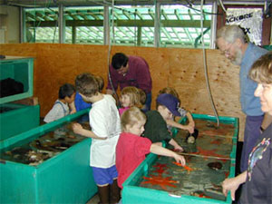 Students at the touch tanks