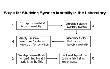 Chart of steps for studying bycatch mortality in the laboratory