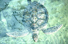Green turtle (Chelonia mydas L.)