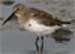 Dunlin