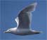 Glaucous Gull