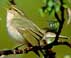 Arctic Warbler