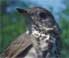 Gray-cheeked Thrush